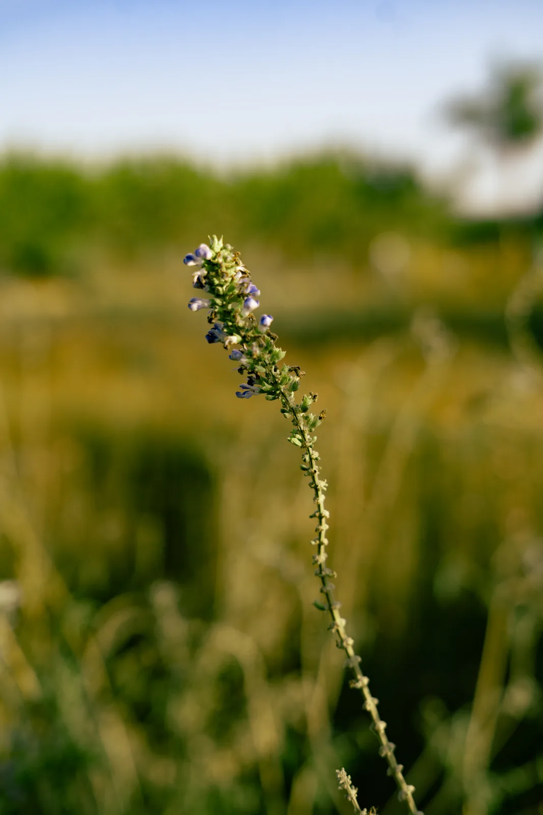 Espiga en flor en medio del campo.