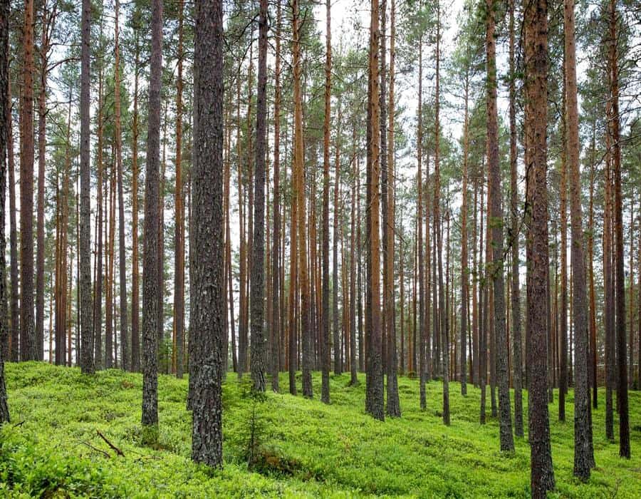 Bosque de pinos altos visto desde el suelo.